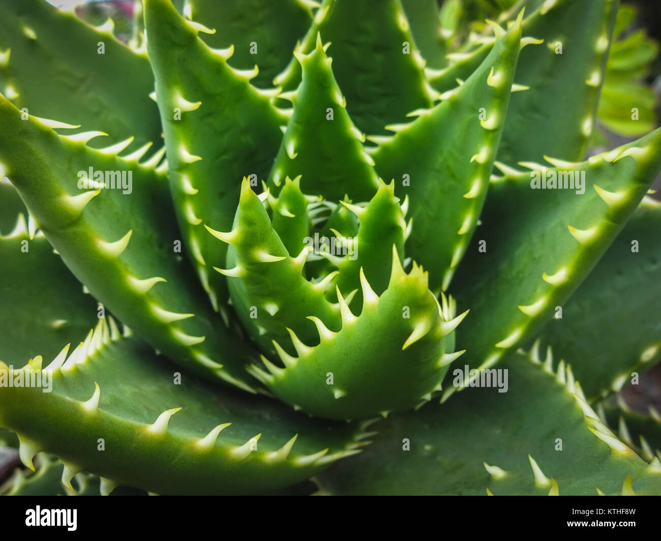 Kaktus Pflanze closeup - sukkulente Pflanze Makro - Stockfoto