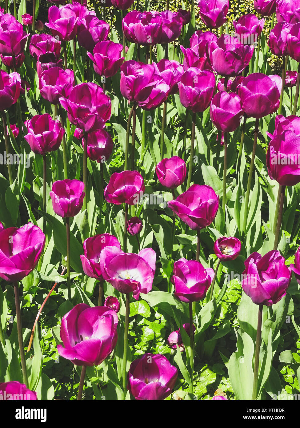 Lila Tulpe Blume Feld - Blumen in der Wiese - Stockfoto