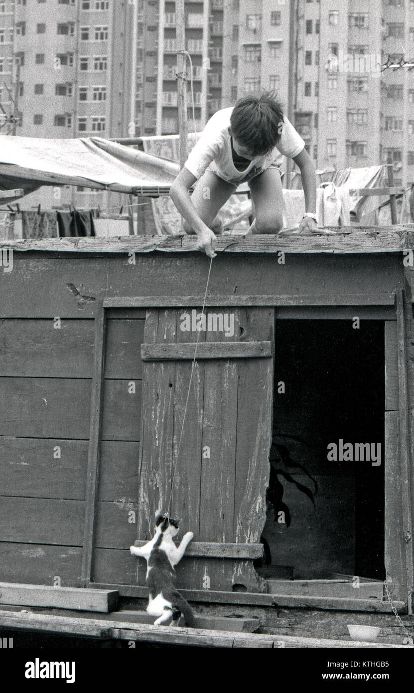Hafen Aberdeen, HONG KONG, Februar 1981: Nicht identifizierte Junge versucht ein Kätzchen auf dem Boot, Februar 1981 im Hafen Aberdeen, Hong Kong zu heben. Dieser Hafen war die Heimat der Flüchtlinge im kommunistischen China. Stockfoto