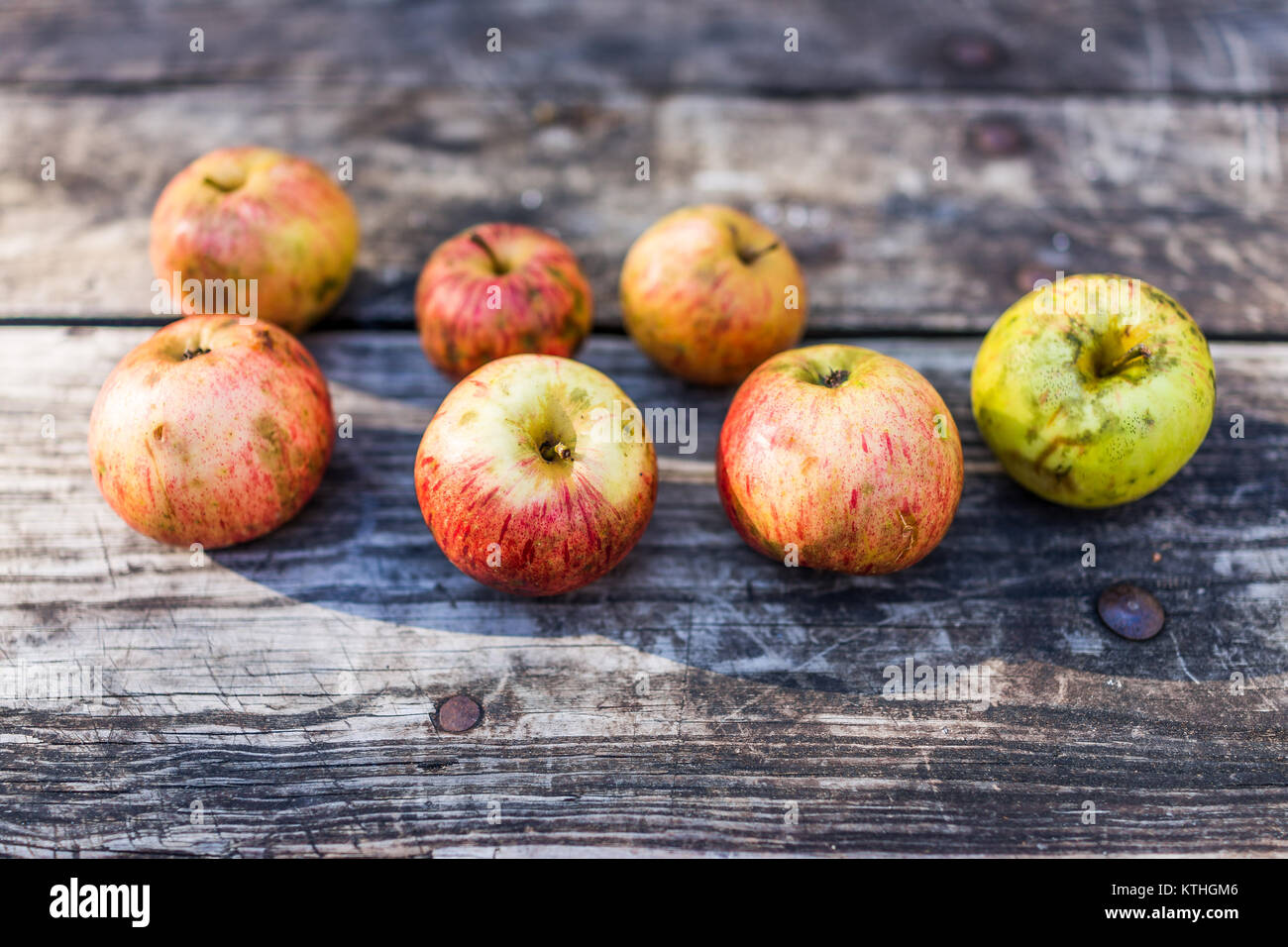 Gruppe von vielen wilden, frisch, geknickte rote Organic Farm Garten Äpfel auf Holz- Picknick Tisch Stockfoto