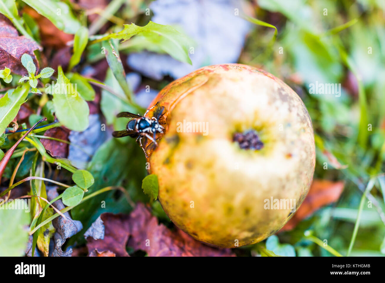 Gefallenen roten Apfel auf dem Boden mit weißen Kahlen konfrontiert Hornet biene Wespe es Essen closeup Stockfoto