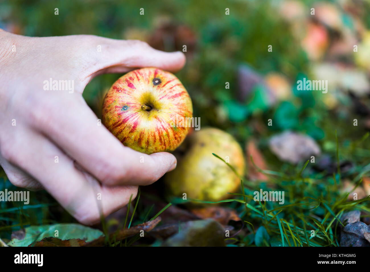 Mann, Hände, herauf ein Apple gefallen wild frisch auf Gras Boden auf Apple picking Farm closeup gequetscht Stockfoto