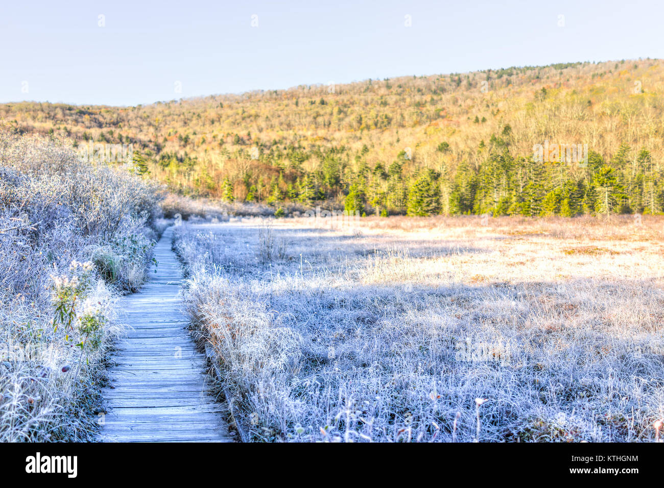 Frost weiße Winterlandschaft mit Büschen, Promenade und Morgen orange Sonnenlicht in Cranberry Wildnis Lichtungen bog, West Virginia und Eis bedeckt Plan Stockfoto