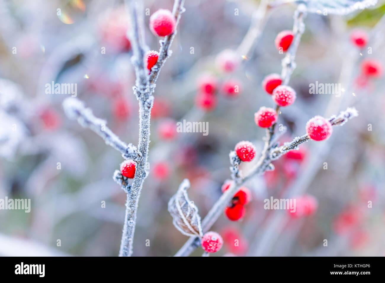 Beeren mit raureif im winter Fotos und Bildmaterial in hoher Auflösung Alamy