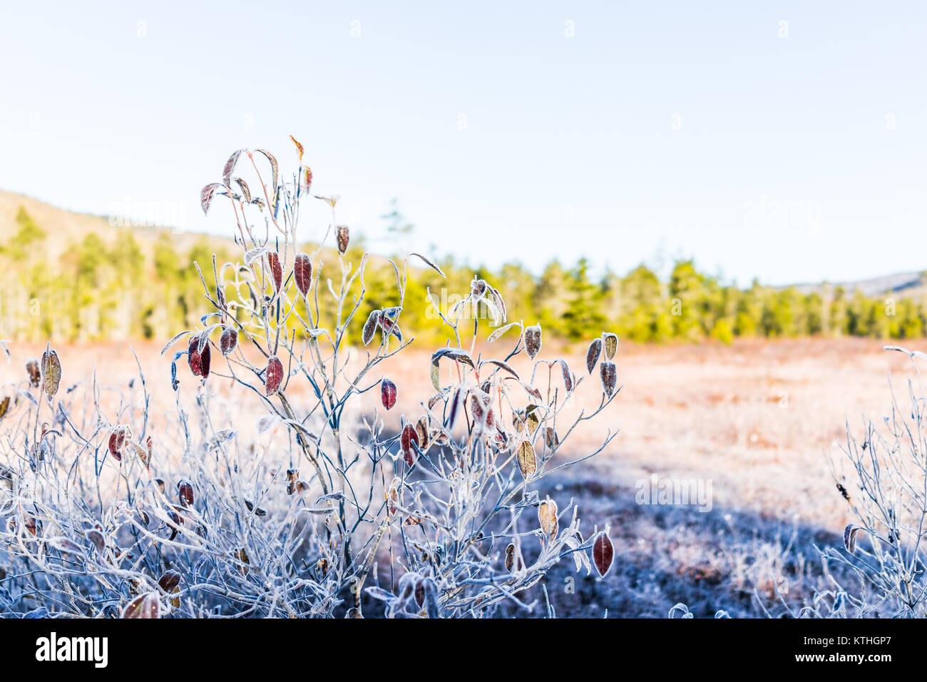 Heidelbeere Blätter im Herbst fallen auf Bush von Feld Wiese in der Moosbeere Lichtungen Wildnis mit Frost Schnee Sonnenaufgang Sonnenaufgang in West Virginia Stockfoto