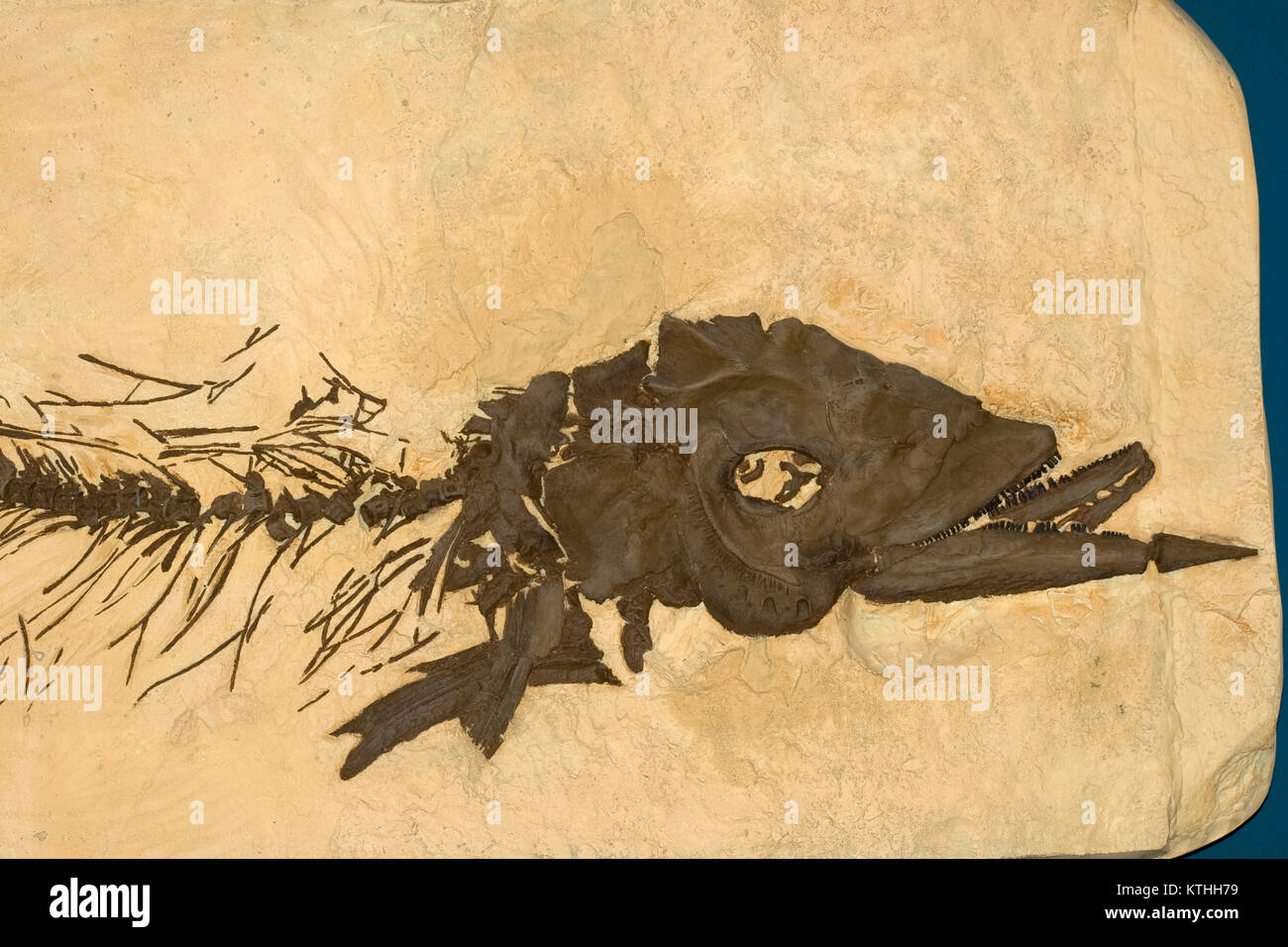 Fossile ray-finned Fische, Saurodon leanus, Oberkreide, 84 Millionen Jahre alt, Kansas (Guss) Stockfoto