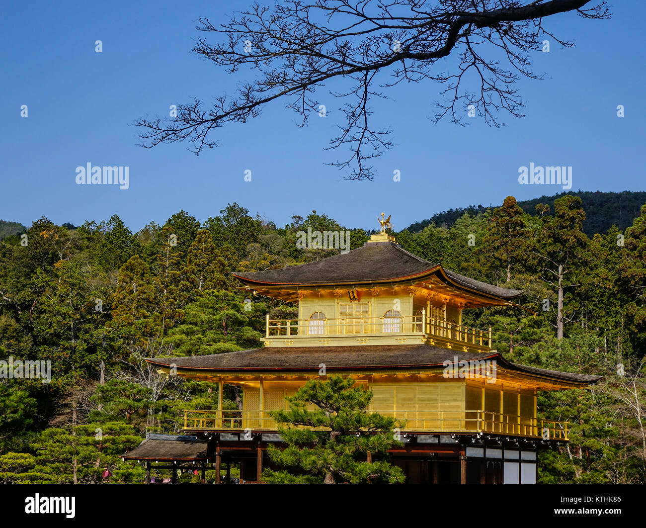 Nach oben Kinkakuji Tempel (Goldener Pavillon) in Kyoto, Japan. Stockfoto