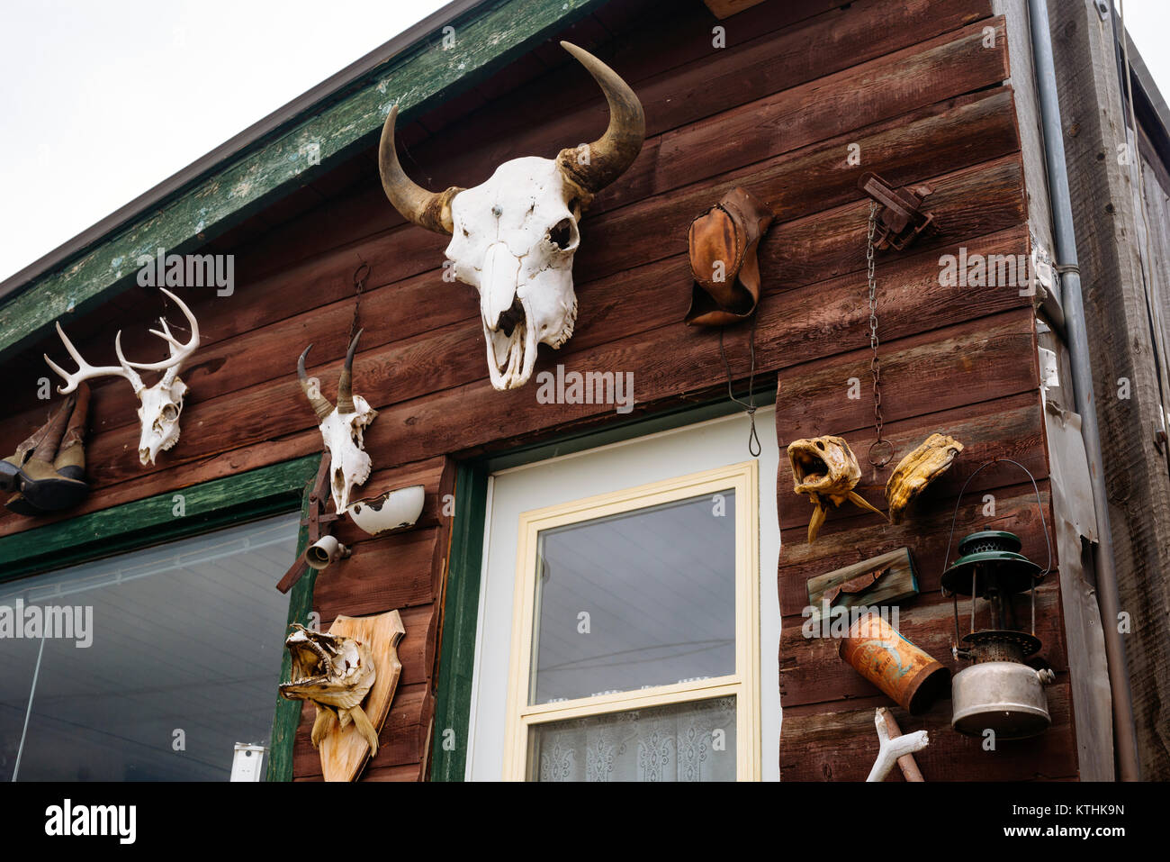 Schädel schmücken die Wände einer Hütte im abgelegenen Dorf Atlin in British Columbia, Kanada Stockfoto