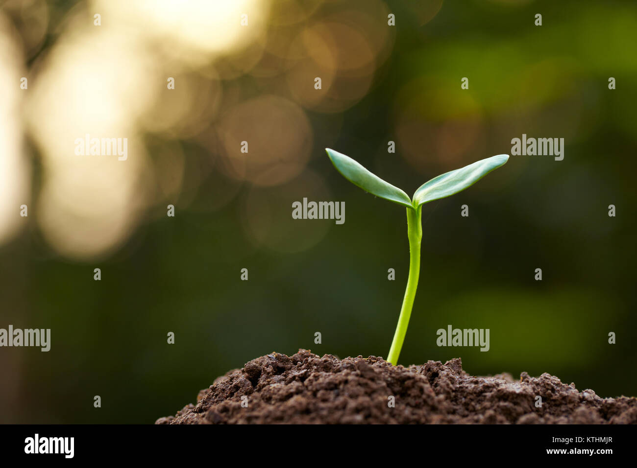 Nahaufnahme von Frühling Knospe wächst mit hellen Grün Natur Hintergrund Stockfoto
