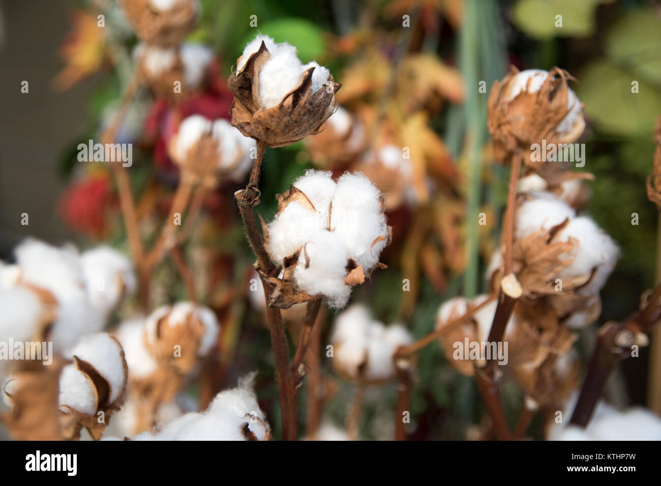 Getrocknete Baumwolle Blume Hintergrund Stockfoto