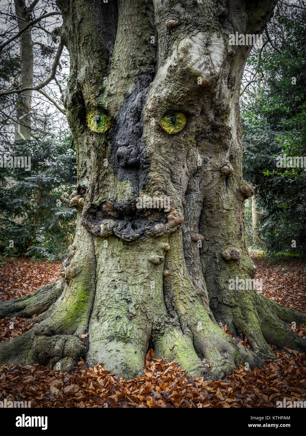 Gesicht im Baum Stockfoto