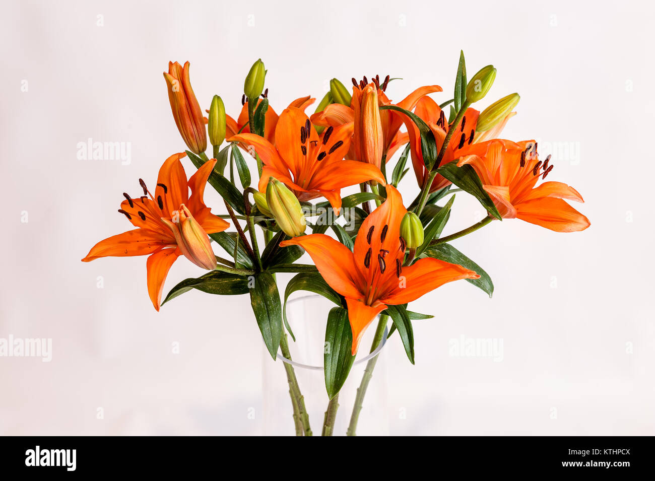 Langer Schwanenhals orange und schwarz gefleckt Lillys in einem klaren Vase auf einem weißen Hintergrund isoliert Stockfoto