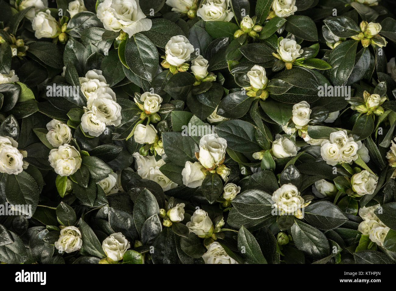 Blüten und Blätter des weißen Azalea Stockfoto