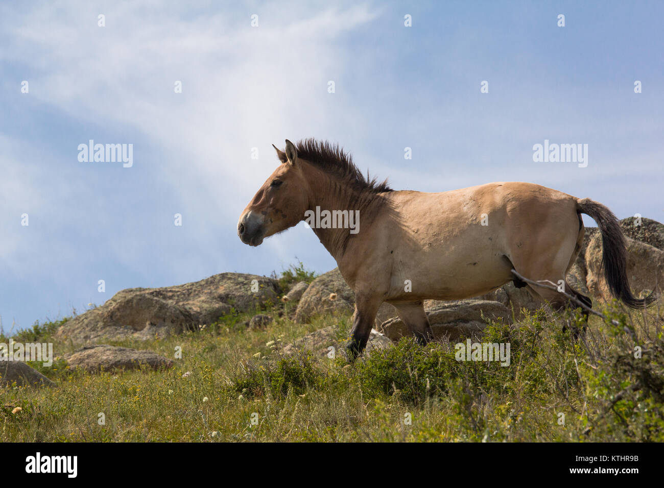 Przewalski-pferd (Equus przewalskii) in Khustain Nuruu National Park. Stockfoto