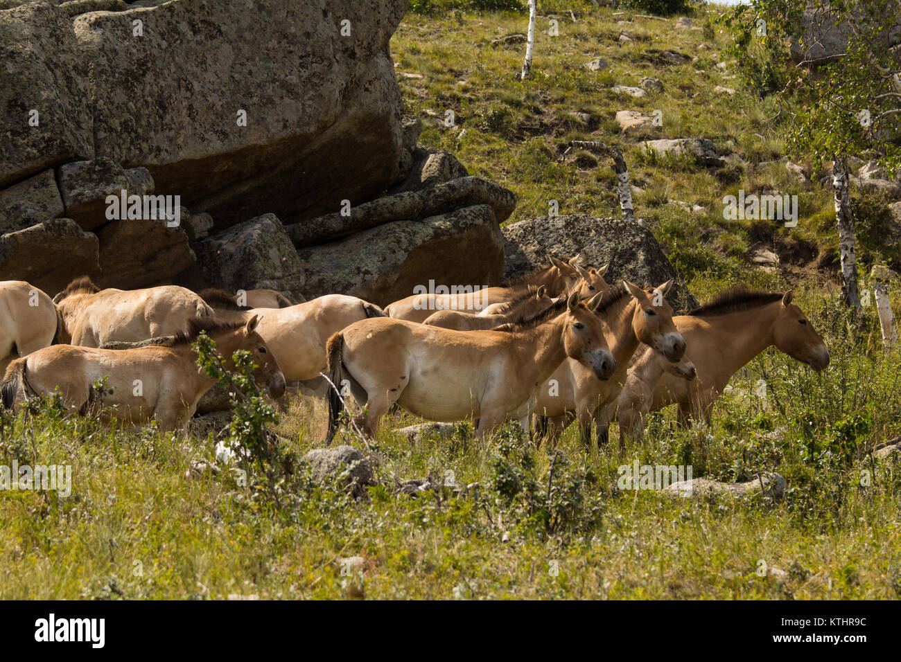 Przewalski Pferde (Equus przewalskii) wurden eingeführt, die successfullyto Khustain Nuruu National Park liegt etwa 100 km SW von Ulaan-Baatar. Stockfoto