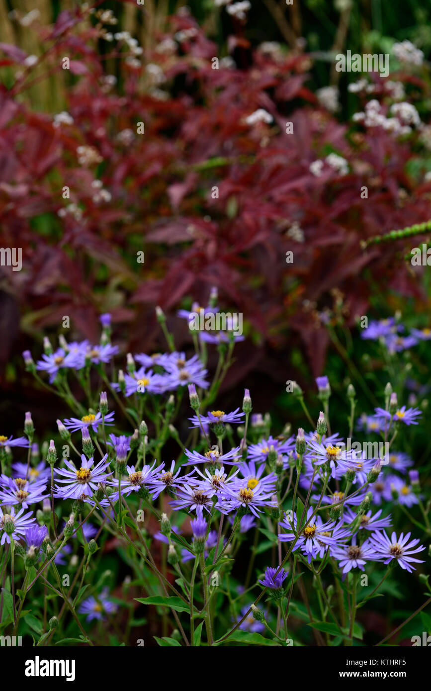 × herveyi Eurybia, Syn, Aster macrophyllus Dämmerung, Dämmerung big leaf Aster, Lavendel blau, Blume, Blumen, Blüte, zahlreich, Garten, Gärten, RM Floral Stockfoto