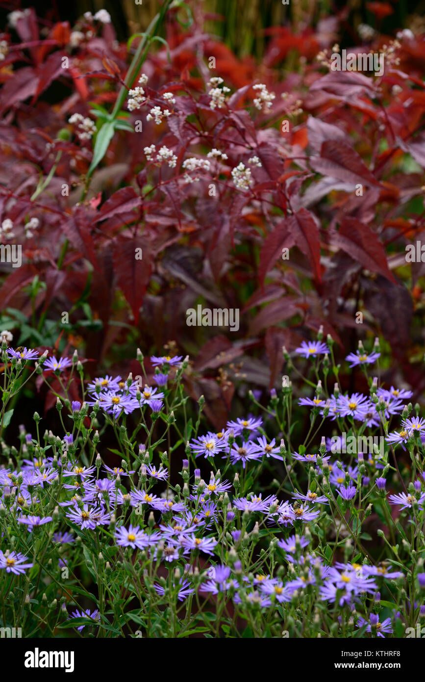 × herveyi Eurybia, Syn, Aster macrophyllus Dämmerung, Dämmerung big leaf Aster, Persicaria microcephala, roter Drache, der Lavendel blau, weiß, Blume, Blumen, Blumen Stockfoto