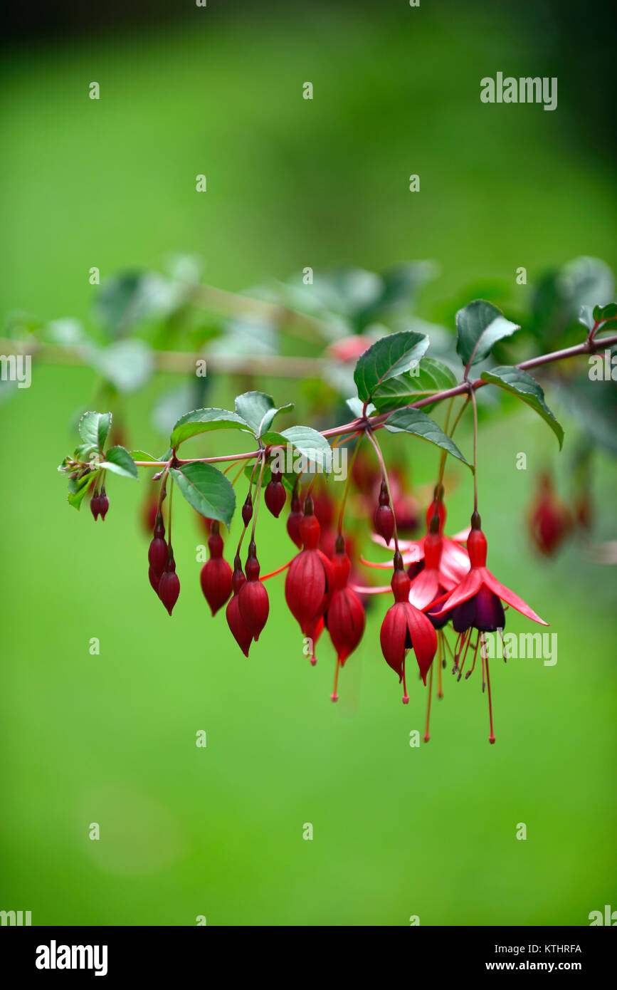 Fuchsia magellanica, Rot, Lila, Blumen, Blumen, Blumen, Strauch, Sträuche, grüner Hintergrund, Garten, Garten, Gartenarbeit, RM Floral Stockfoto