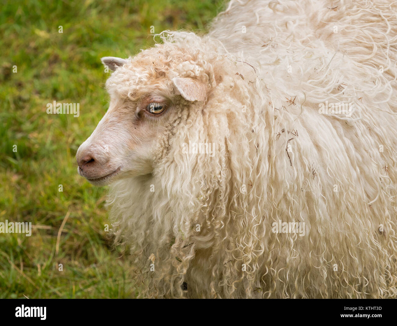 Portrait von Sheeps Head mit langen weißen Wolle auf norwegische Ackerland Stockfoto