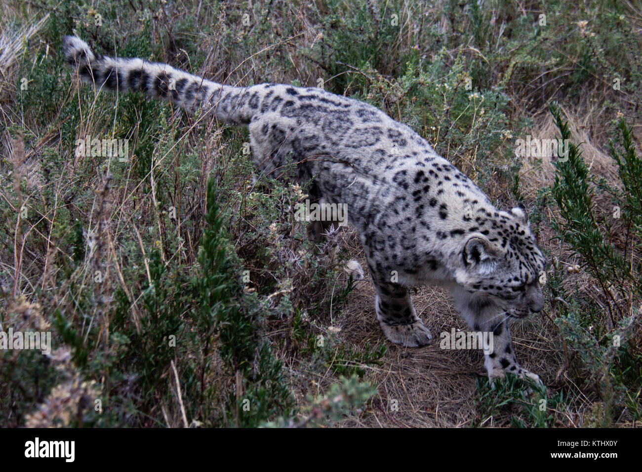 Eine kleine Population von Schneeleoparden (Panthera Uncia) lebt in Gefangenschaft im NABU Rehabilitationszentrum im Dorf Ananyevo, Kirgisistan. Stockfoto