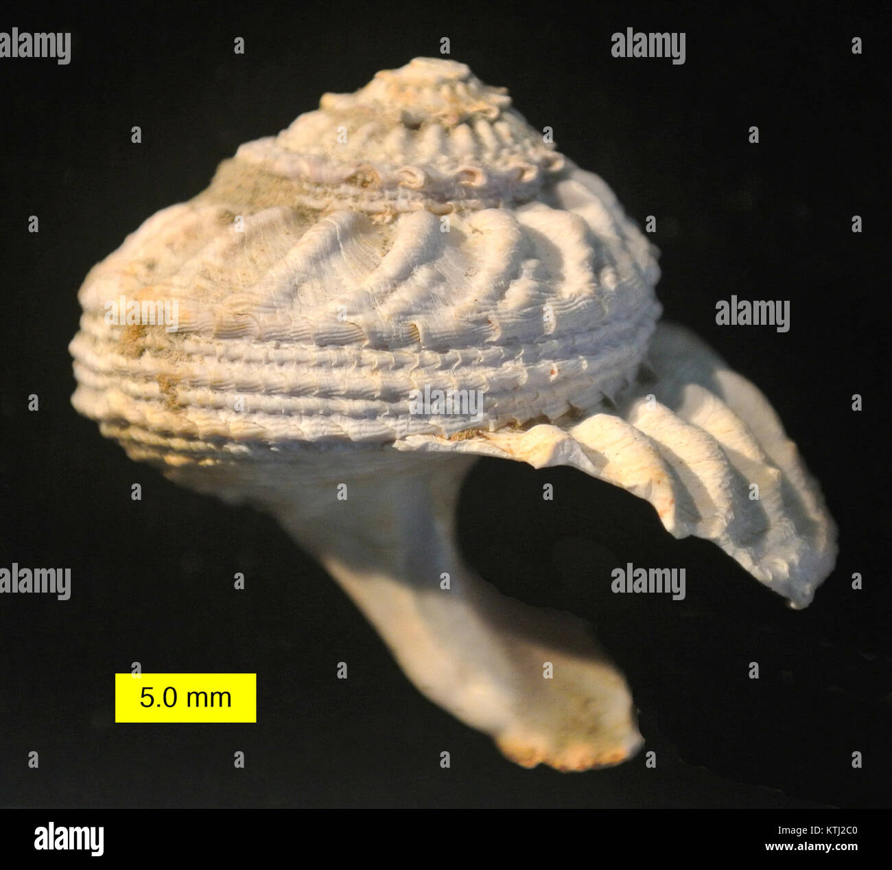 Ein Seitenfoto der Astraea rugosa, einer Art Meeresschnecke. Das Bild zeigt die einzigartigen Eigenschaften dieser Muschelschale, die häufig in Küstengebieten zu finden ist. Stockfoto