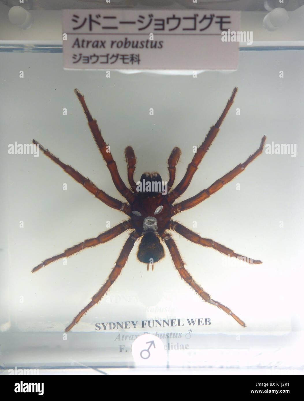 Die Atrax Robustus, auch bekannt als Sydney Trichterwebspinne, ist im National Museum of Nature and Science in Tokio ausgestellt. Diese giftige Spinne ist in Australien beheimatet und ist berühmt für ihren starken Biss, der ernsthafte gesundheitliche Probleme verursachen kann. Stockfoto