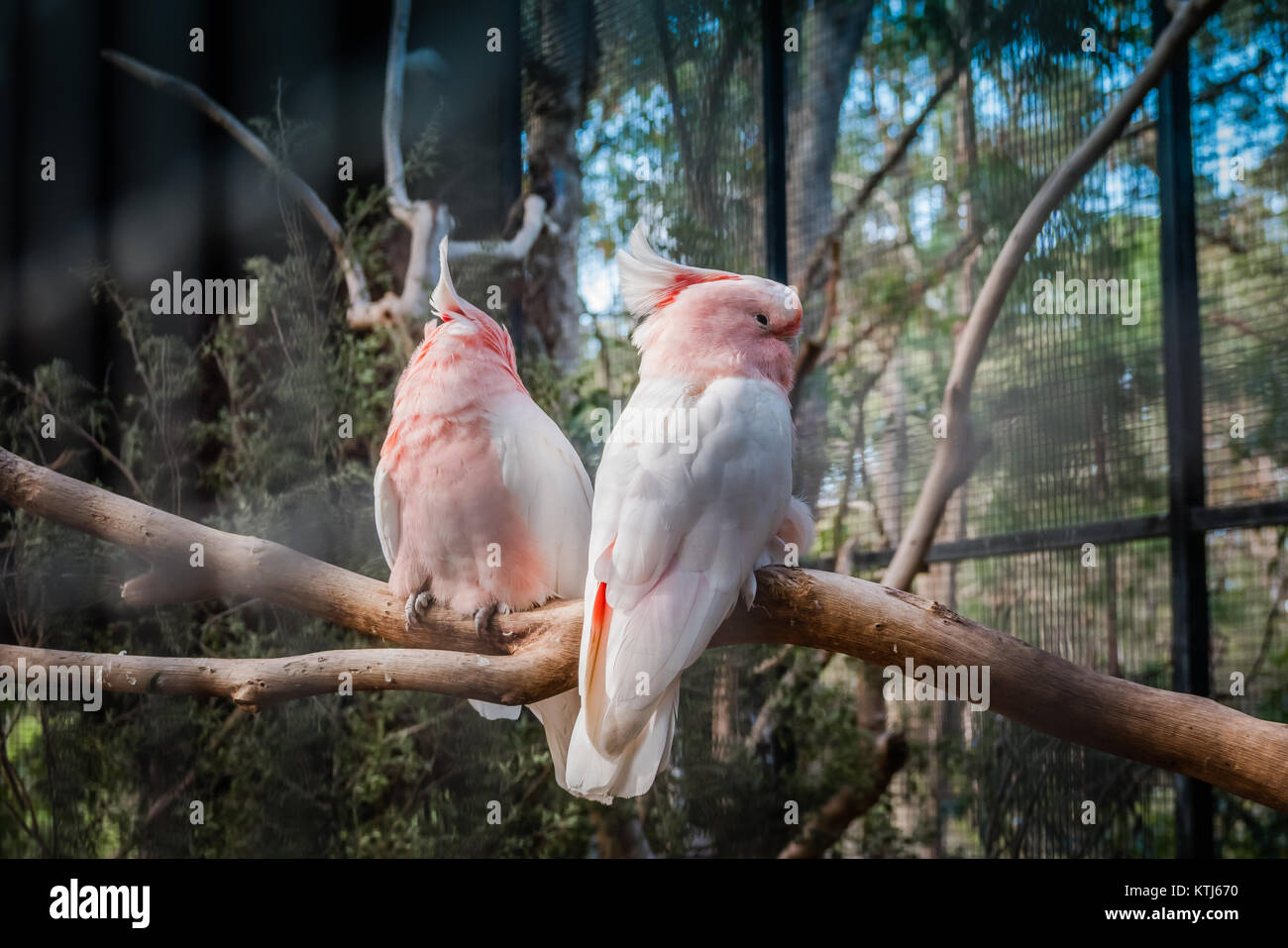 Kakadu käfig -Fotos und -Bildmaterial in hoher Auflösung – Alamy