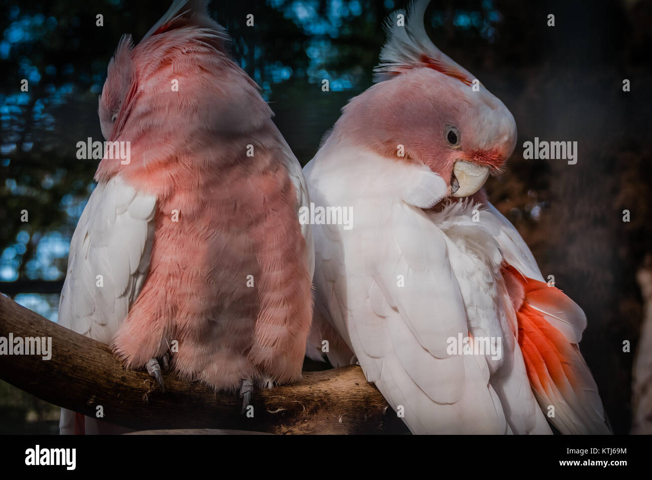 Kakadu in einem Käfig Stockfoto