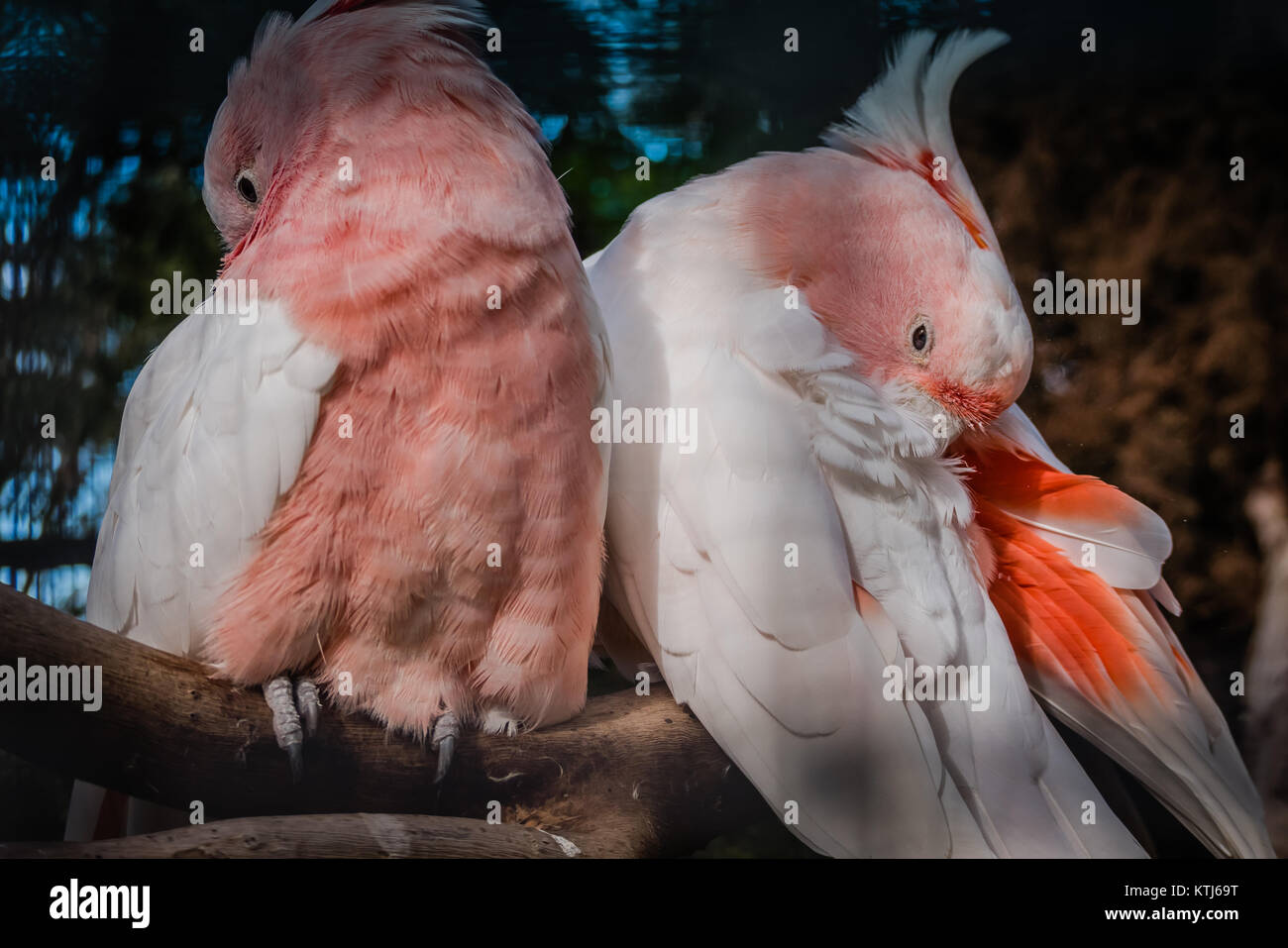 Kakadu in einem Käfig Stockfoto