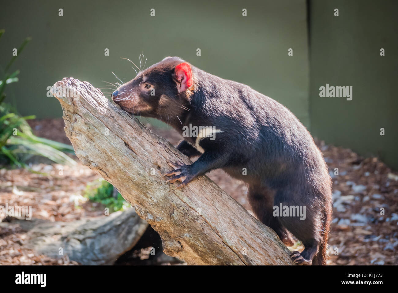 Der Tasmanische Teufel ist eine fleischfressende Beuteltier der Familie Dasyuridae Stockfoto