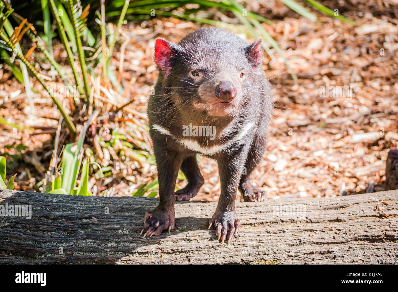 Der Tasmanische Teufel ist eine fleischfressende Beuteltier der Familie Dasyuridae Stockfoto