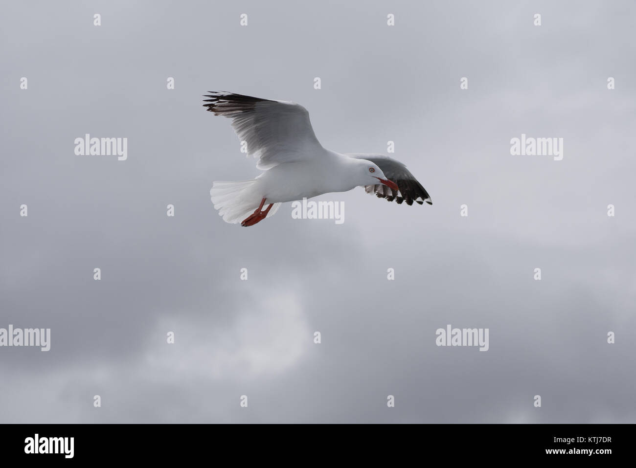 Möwe das Fliegen Stockfoto