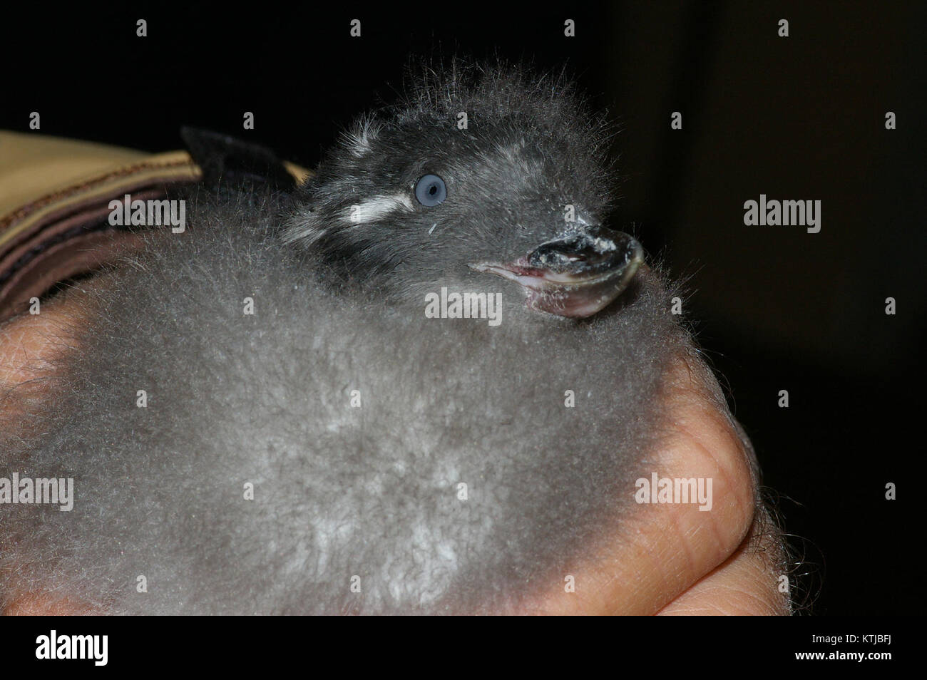 AUKLET, CRESTED (9 3 08) Gambell, ak01 (2827641397) Stockfoto