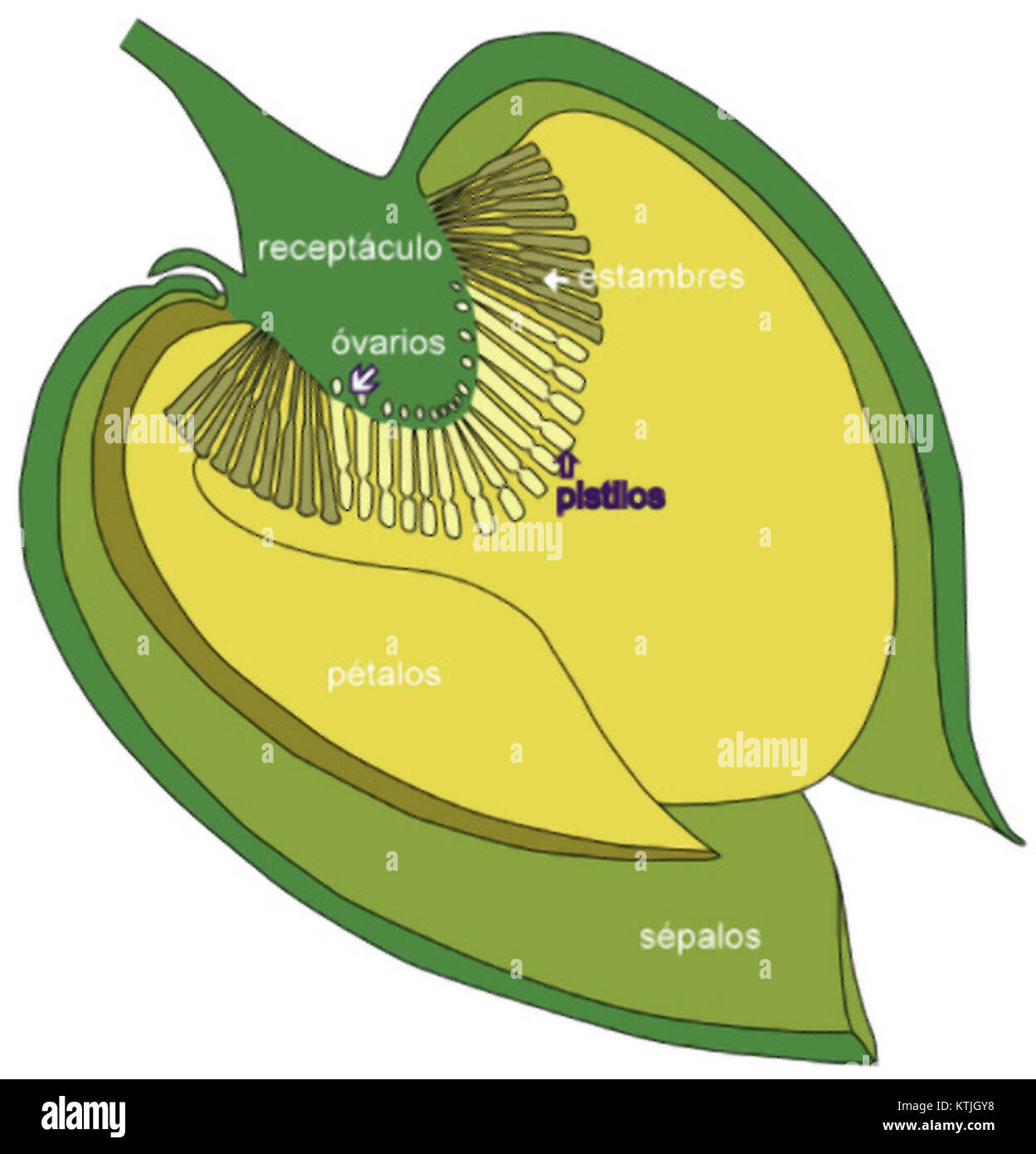 Dieses Bild zeigt den Längsschnitt der Blütenmorphologie der Chirimoya oder Annona, einer tropischen Frucht, die für ihre einzigartige Form und Textur bekannt ist. Stockfoto
