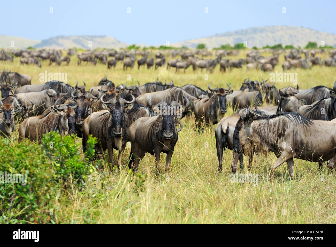 Gnus in der Savanne, Nationalpark in Kenia, Afrika Stockfoto