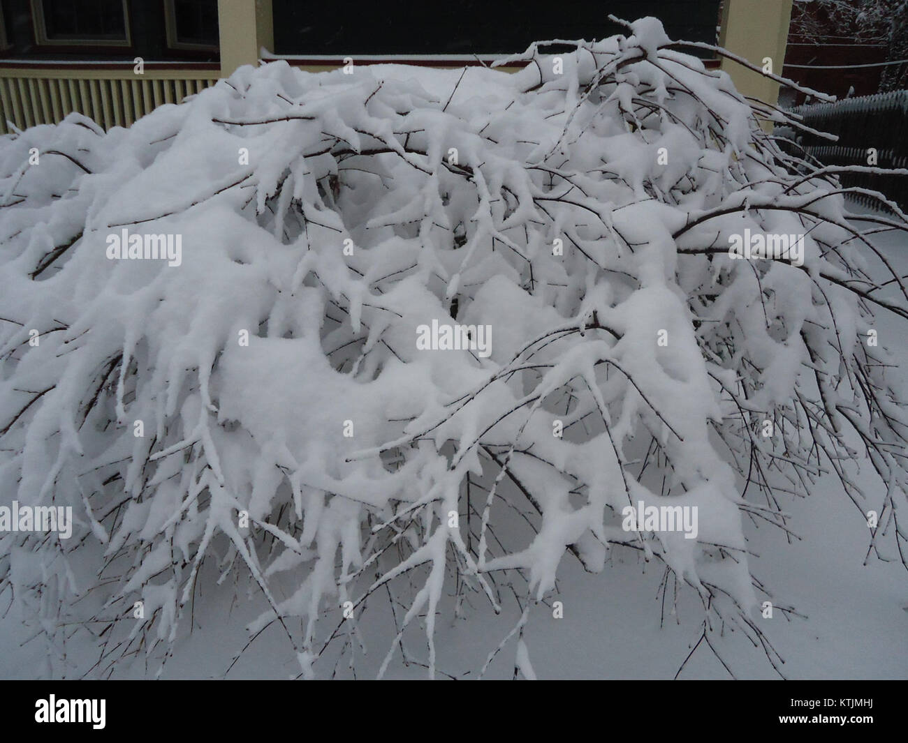 Beugte sich über Bush mit Schnee und Veranda Stockfoto