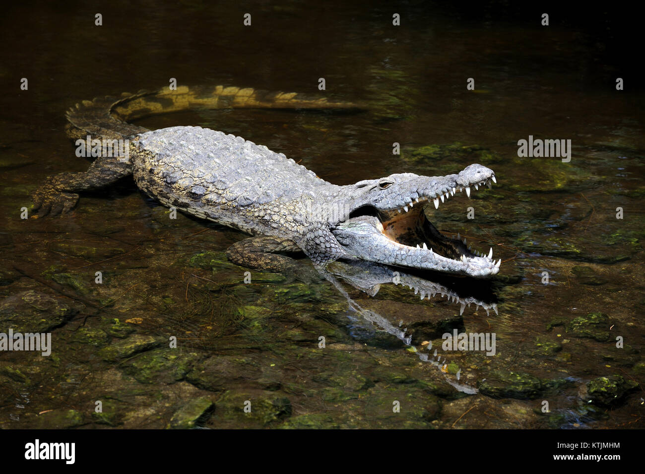 Close-up großen Krokodil im Wasser. Kenia, Afrca Stockfoto