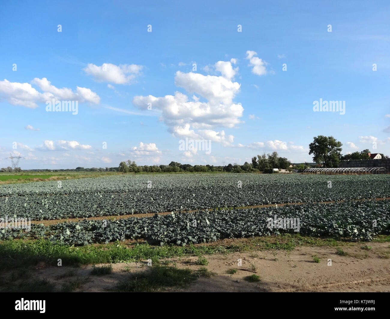 Bdg Legnowo pola Wal 11 08 2014 Stockfoto