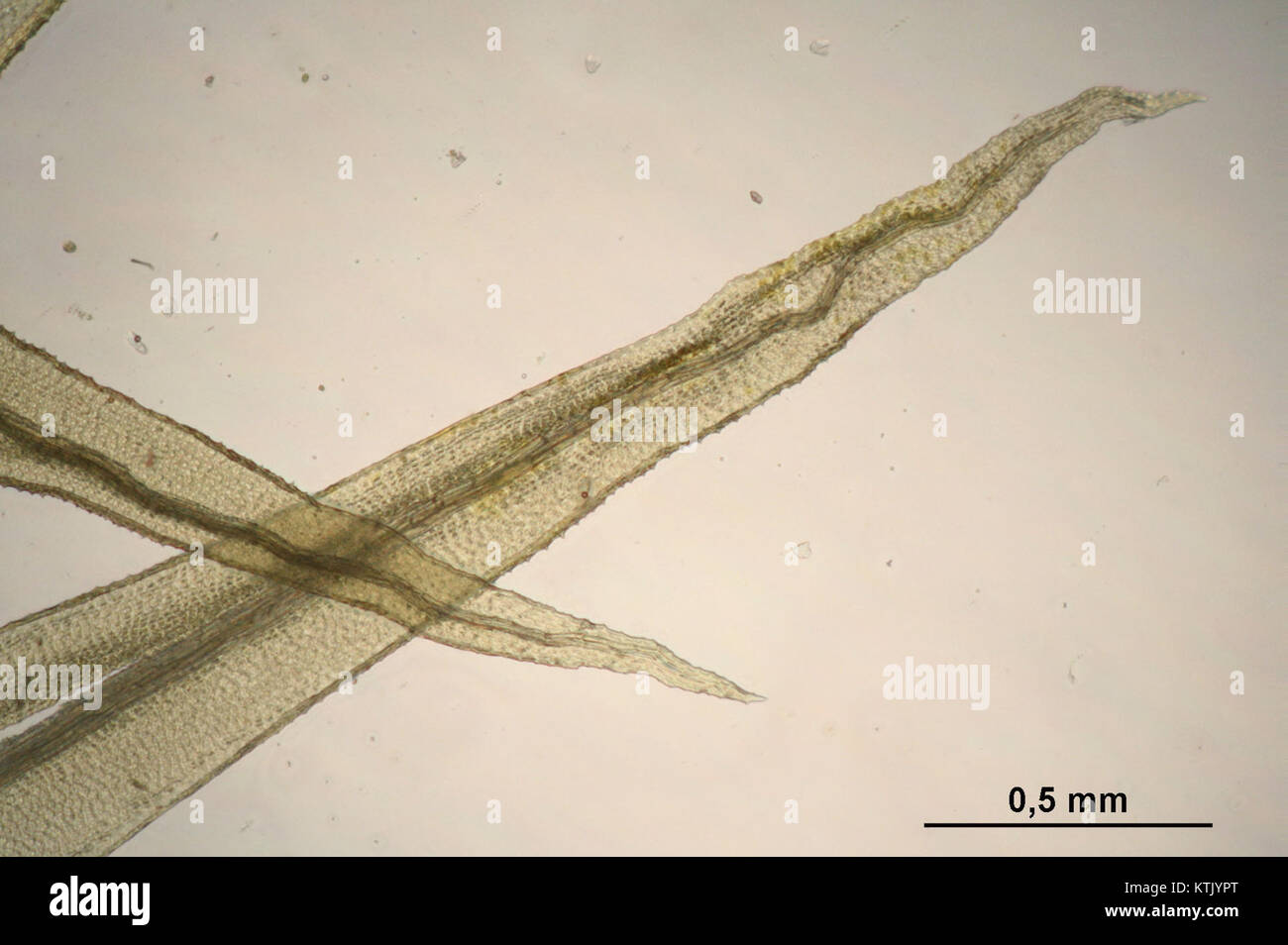 Aulacomnium palustre ist eine Moosart, die in Feuchtgebieten vorkommt. Dieses spezielle Exemplar ist mit seiner wissenschaftlichen Referenznummer gekennzeichnet und stellt einen bedeutenden Fund in der botanischen Forschung dar, der die Bedeutung von Moosen für ökologische Studien unterstreicht. Stockfoto