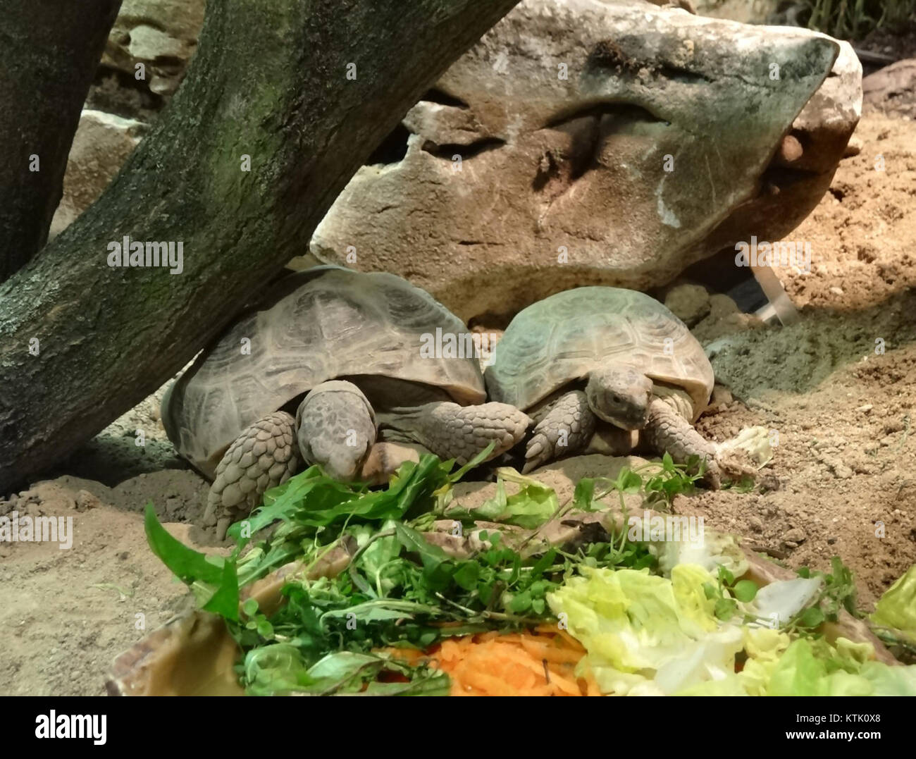 Bdg zoo Terrarium 16 01 2015 Stockfoto