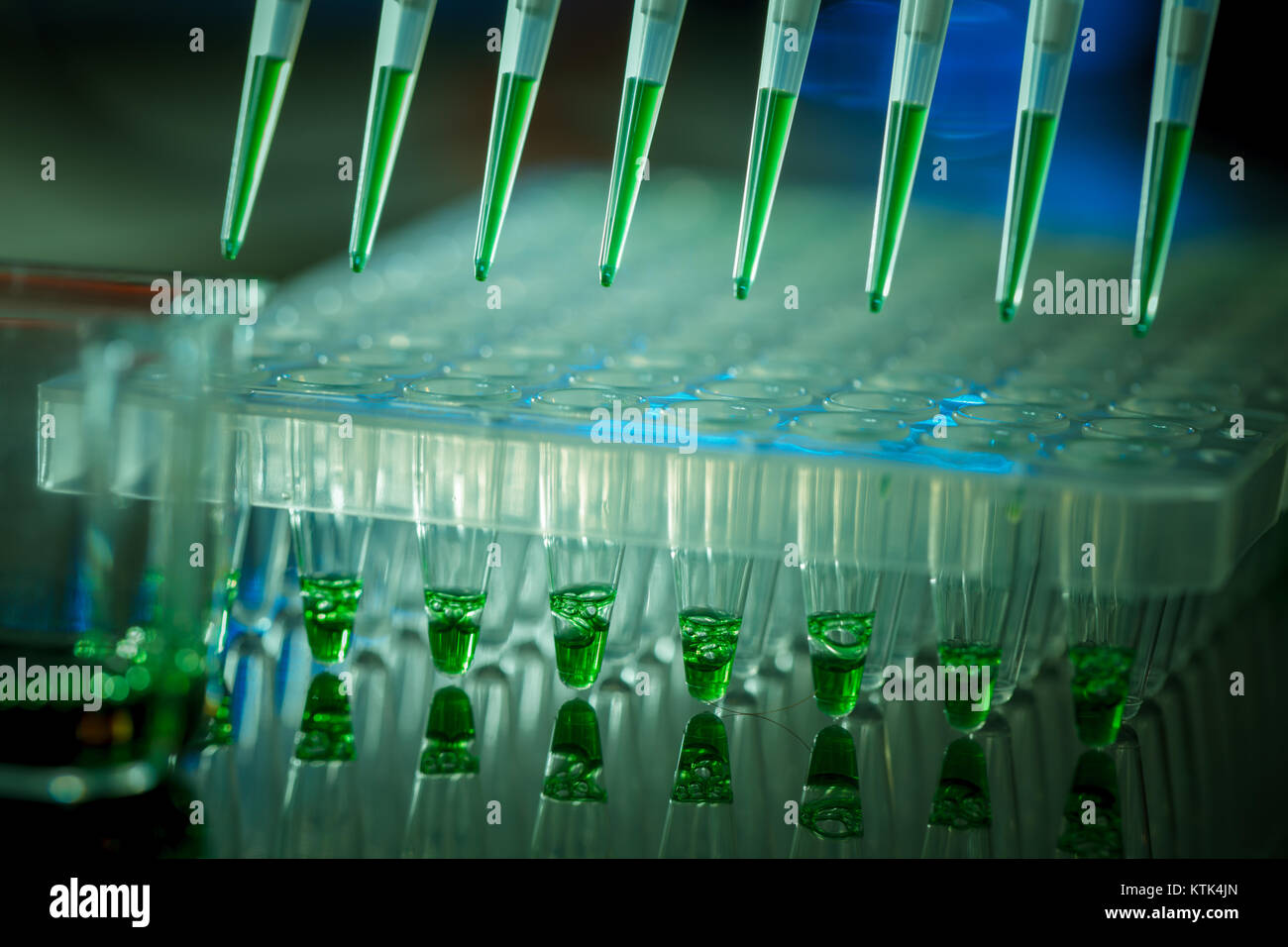 Laden verstärkt DNA-Proben auf Agarosegel mit Mehrkanal-pipette Stockfoto