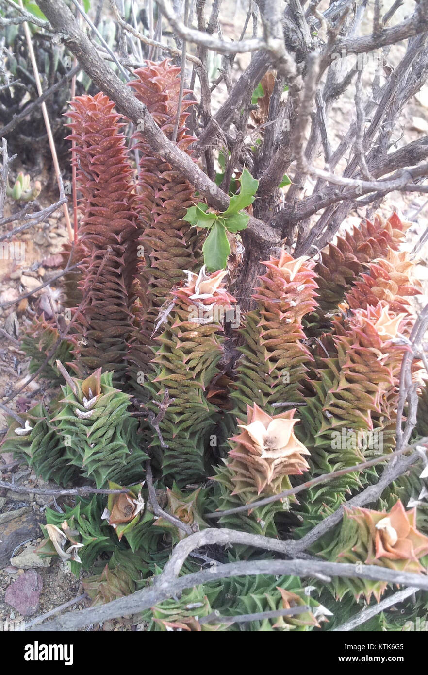 Astroloba corrugata Montagu 1. Stockfoto