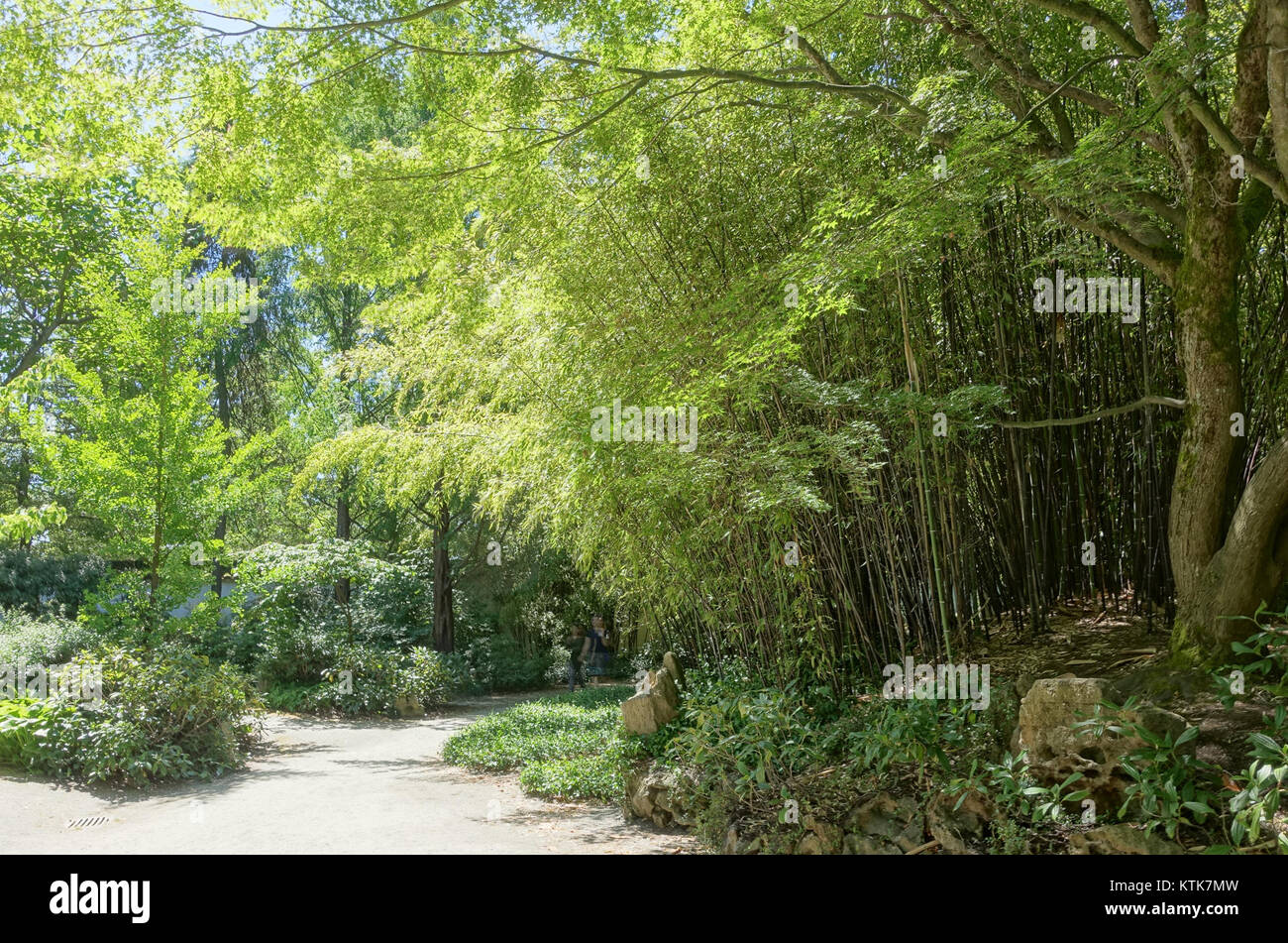 Dr. Sun Yat Sen Park in Vancouver, Kanada, bietet Bambushaine und ruhige Wege, die eine friedliche Atmosphäre schaffen. Der Park ist eine Mischung aus Natur und chinesischen Kulturelementen und ehrt das Erbe von Dr. Sun Yat Senâ. Stockfoto