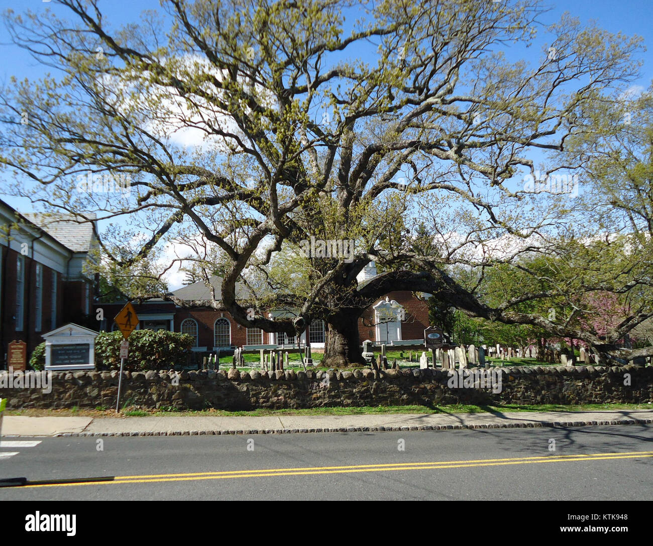 Ein großer, majestätischer Baum steht auf dem Friedhof einer Kirche in Basking Ridge, New Jersey. Die Schönheit und Größe des Baumes machen ihn zu einem herausragenden Merkmal der friedlichen Friedhofsanlage, die die Präsenz der Natur und die historische Architektur symbolisiert. Stockfoto