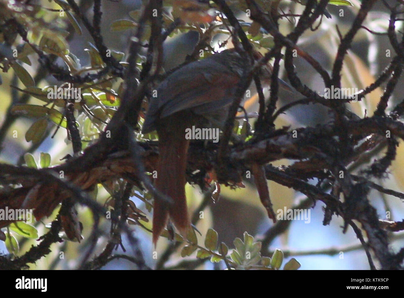 Bild eines Baron's Spinetail, einer in Südamerika heimischen Vogelart. Das Foto hebt die Besonderheiten des Vogels und den natürlichen Lebensraum hervor. Stockfoto