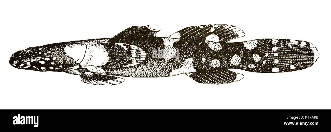 Astrabe lactisella ist eine Schmetterlingsart aus der Familie der Lycaenidae. Er kommt in verschiedenen Regionen vor und ist bekannt für seine charakteristischen Muster und Färbung, die zur Artenvielfalt seines Lebensraums beitragen. Stockfoto