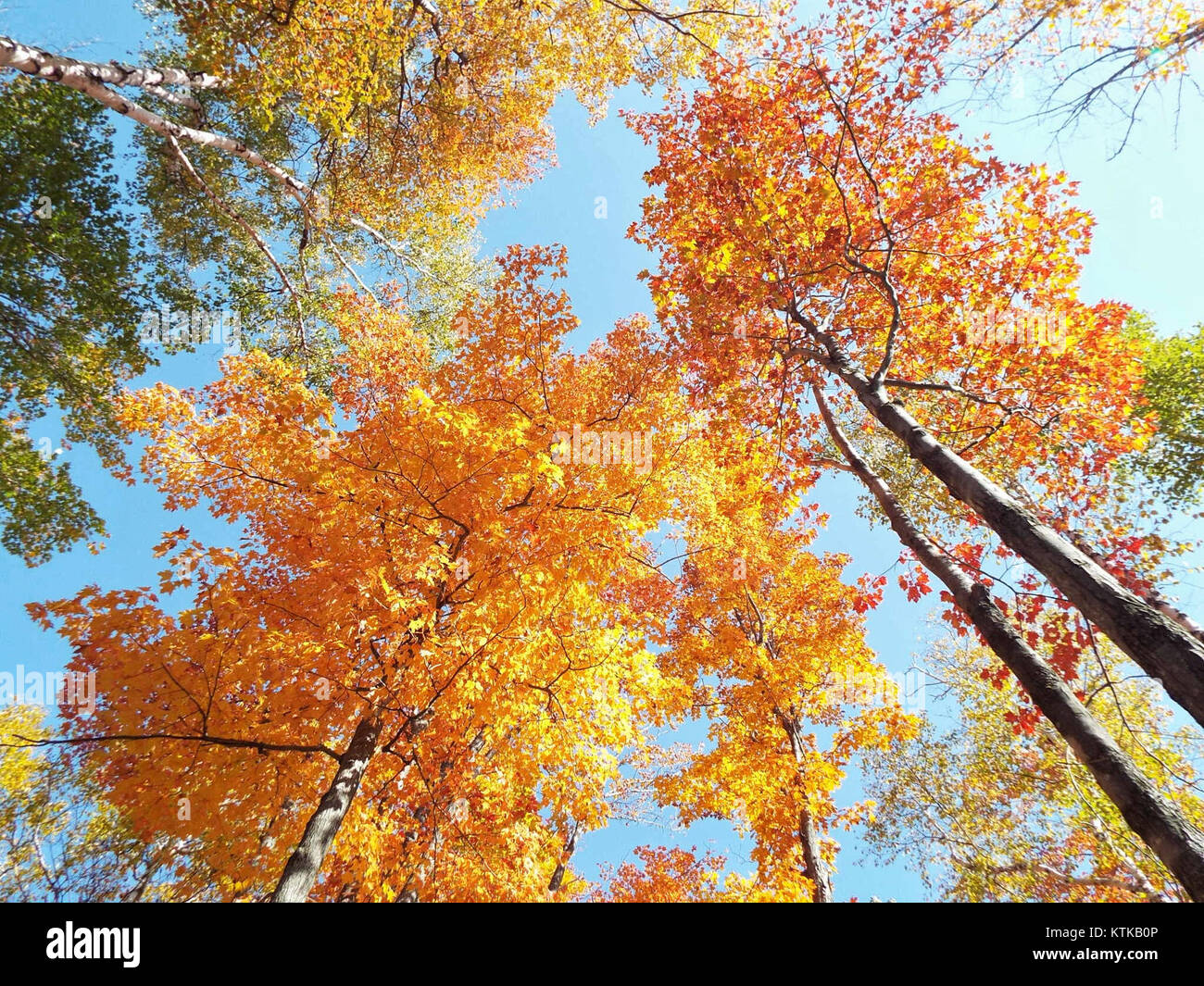 Herbst Farben bei Killbear Provincial Park (22097413165) Stockfoto