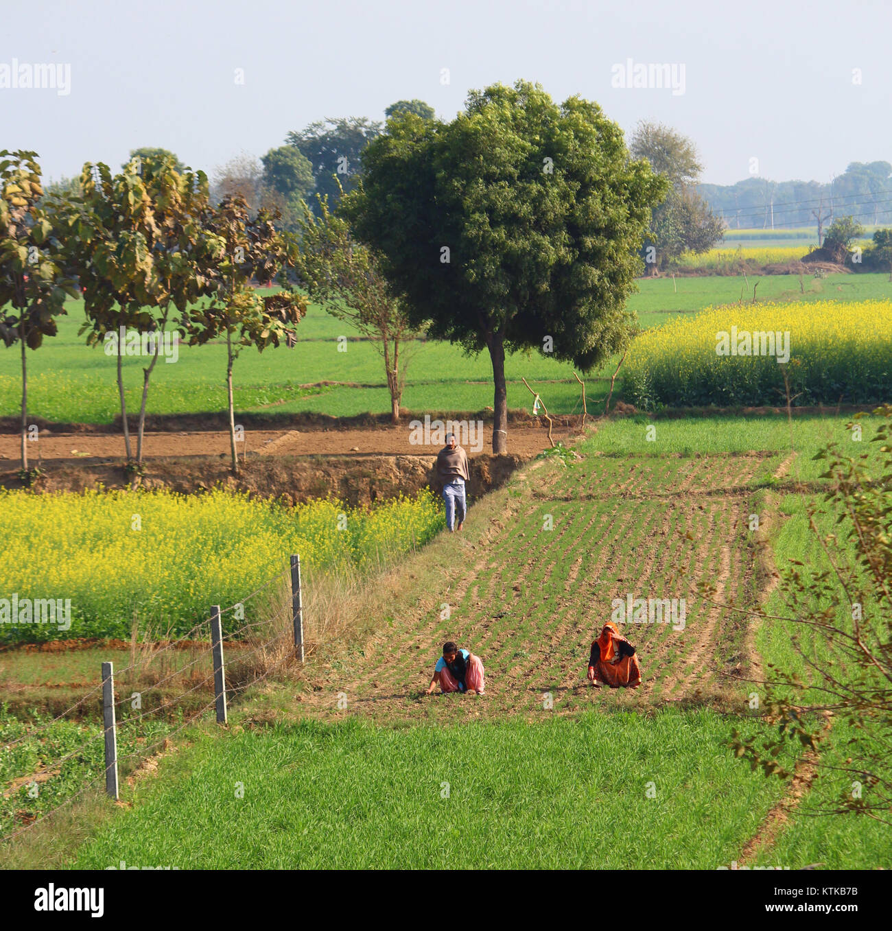 Indische ländlicher Frauen in ein Feld irgendwo in der Nähe von Yamuna e-way in Uttar Pradesh arbeiten. Ein Mann steht hinter ihnen, und beobachten Sie arbeiten. Stockfoto