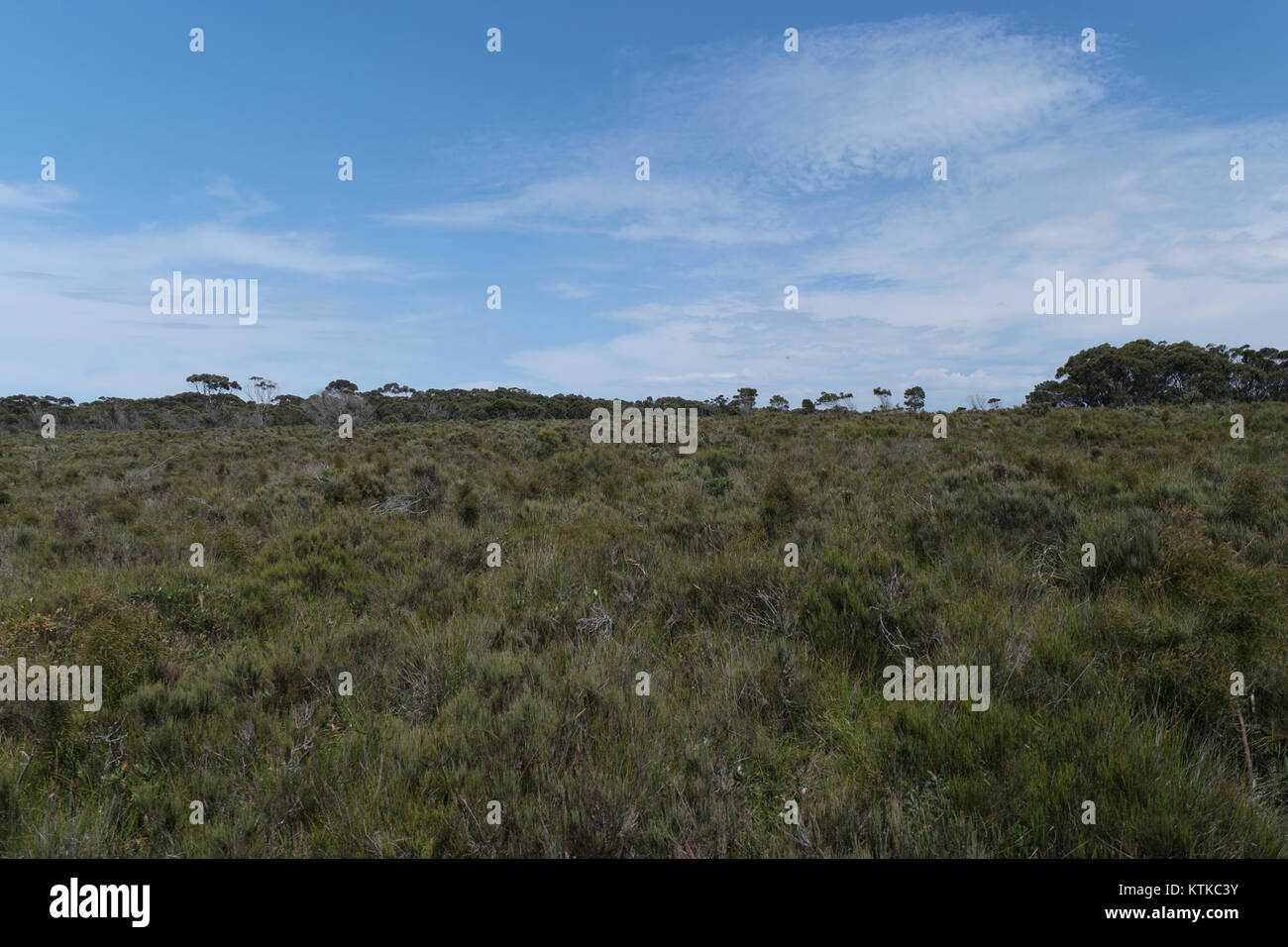 Der Ben Boyd National Park in New South Wales ist bekannt für seine zerklüftete Küstenlandschaft, seine vielfältige Tierwelt und seine malerischen Wanderwege. Der Park ist ein beliebtes Ziel für Naturliebhaber und Outdoor-Enthusiasten. Stockfoto