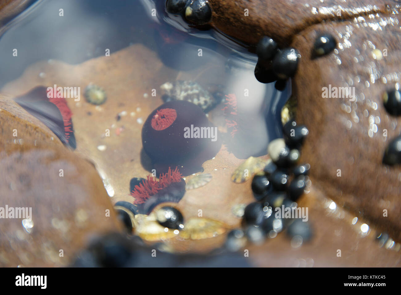 Der Ben Boyd National Park in New South Wales, Australien, ist bekannt für seine Küstenlandschaften, seine vielfältigen Ökosysteme und seine historische Bedeutung. Er bietet natürliche Schönheit und Outdoor-Erholung. Stockfoto